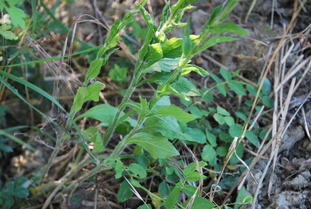 Erigeron annus